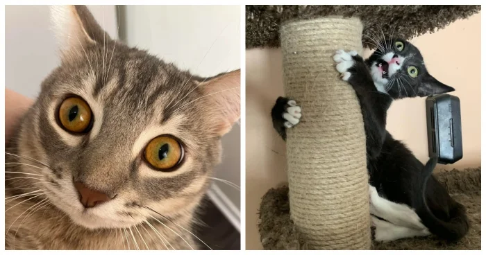 25 кошачьих морд, на которых явно что-то задумано