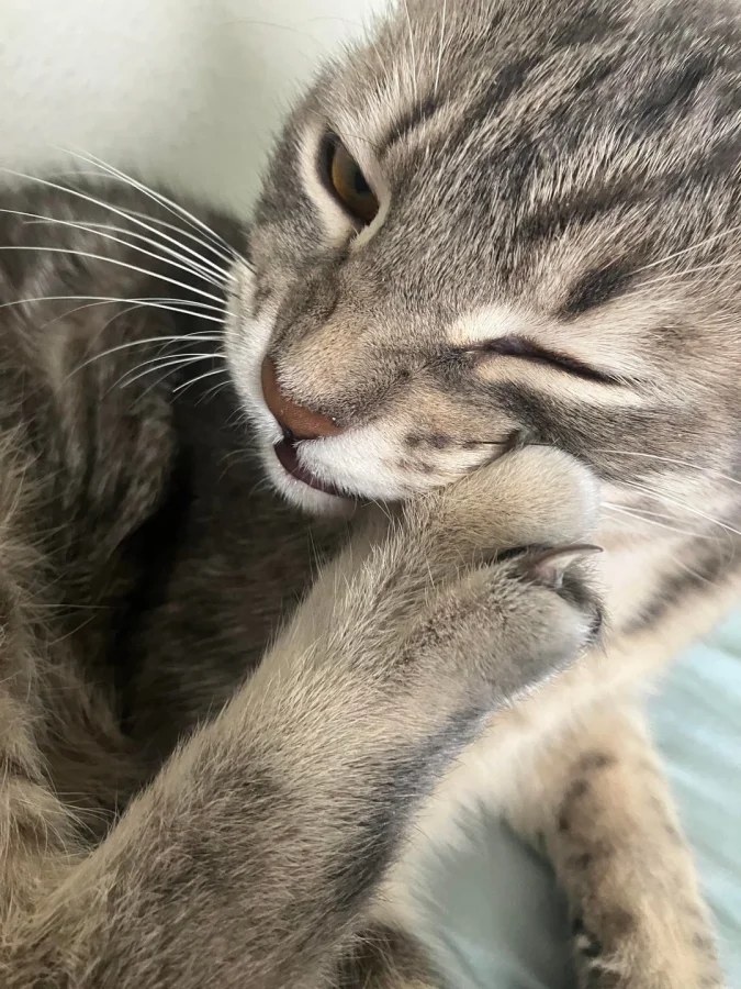 25 кошачьих морд, на которых явно что-то задумано