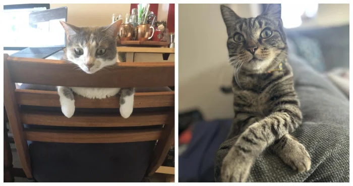 30 смешных поз котов, доказывающих, что они рождены для мемов