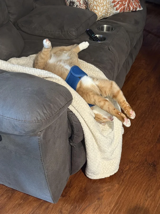 30 смешных поз котов, доказывающих, что они рождены для мемов