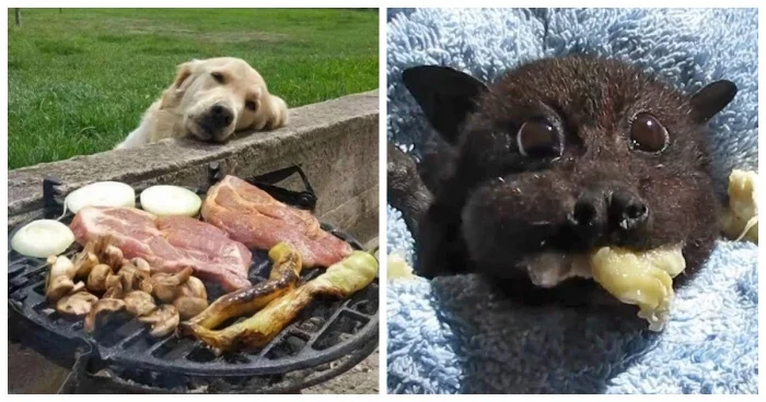 30 позитивных зверюшек, которые поднимут настроение лучше кофе ☀️