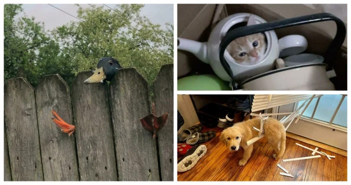 30 смешных кадров животных, оказавшихся в неловких положениях