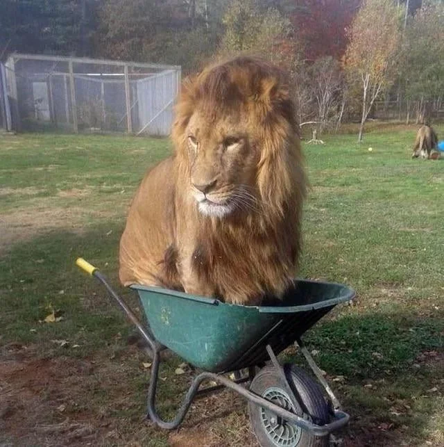 35 примеров того, что коты могут устроиться где угодно