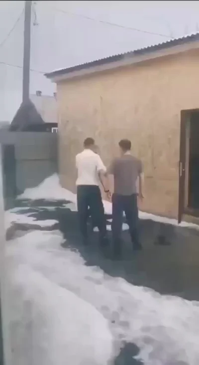 Собака-раздевака