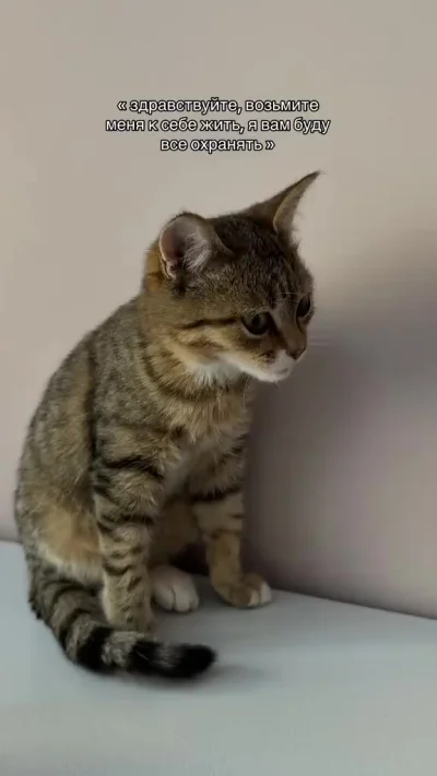 Охранный котик