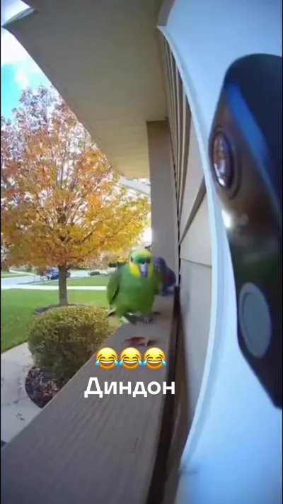 Диндон муфака