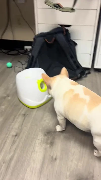 Когда он начинал играть морда у него была вытянутая...