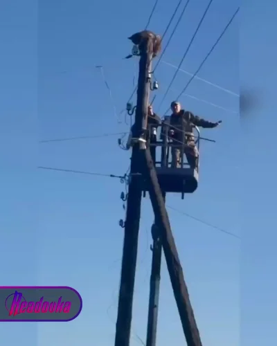 Рысь забралась на ЛЭП в Забайкалье и не смогла оттуда слезть без помощи спасателей