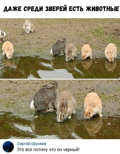 Деградация в мемах