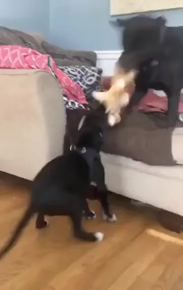 Когда собаки уничтожают игрушку, которая выглядит в точности как ты