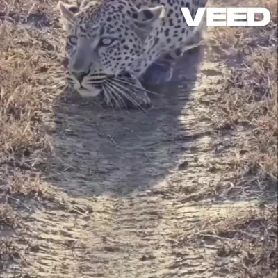 Крадёмся...