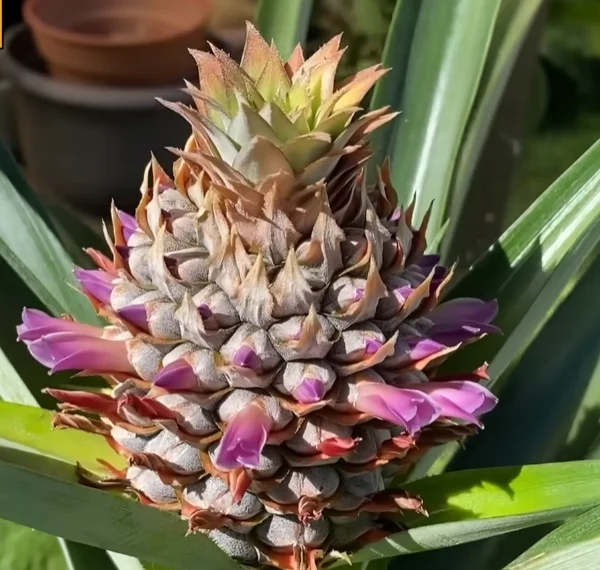 Японец продемонстрировал способ вырастить ананас из обычной ботвы