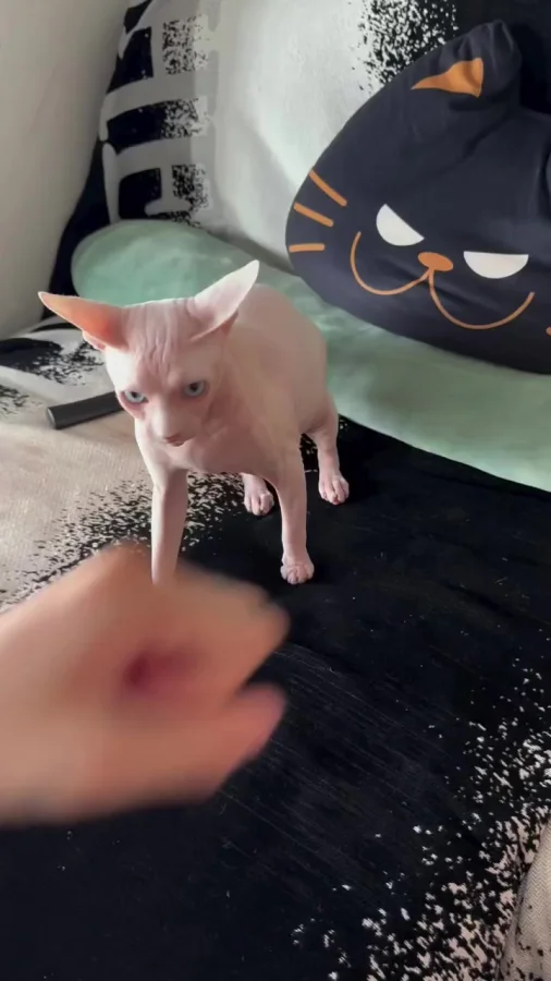 Камень, ножницы и кусь