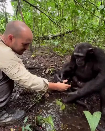 Чистоплотный шимпанзе показывает человеку, как нужно правильно мыть руки