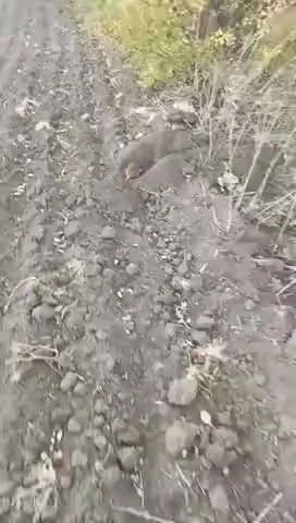 Неожиданная встреча