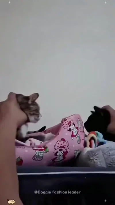 Один кот хорошо, два лучше