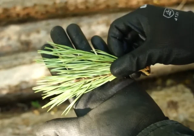 Немного о выживании