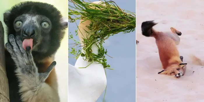 От слона-невидимки до танцующей лисы: 8 забавных фото финалистов Comedy Wildlife Awards 2025.