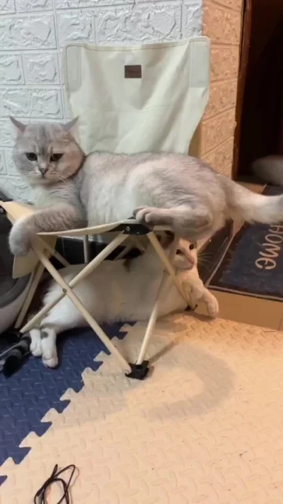 Кусь за хвост