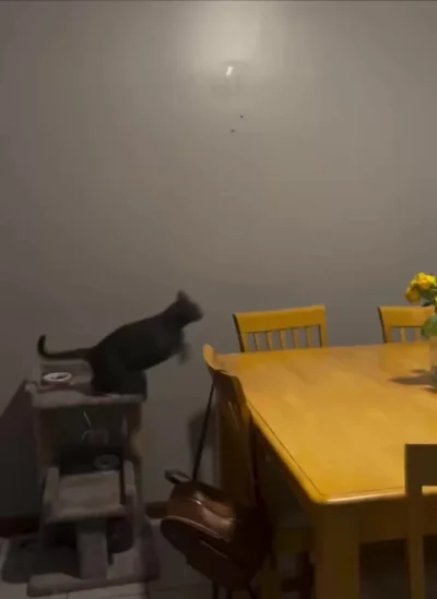 Муха: 1. Кесулькен: 0