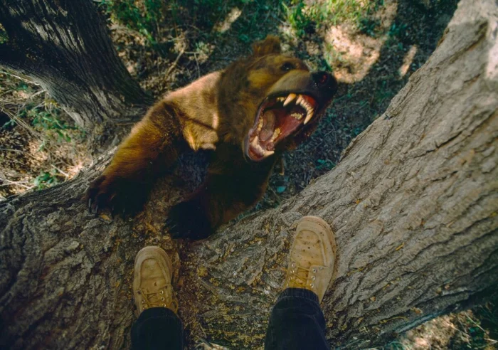 Что скрывает мясо медведя: смертельная опасность под аппетитной коркой