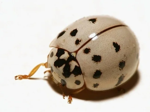 Подборка необычных снимков, доказывающих, что красота кроется в деталях