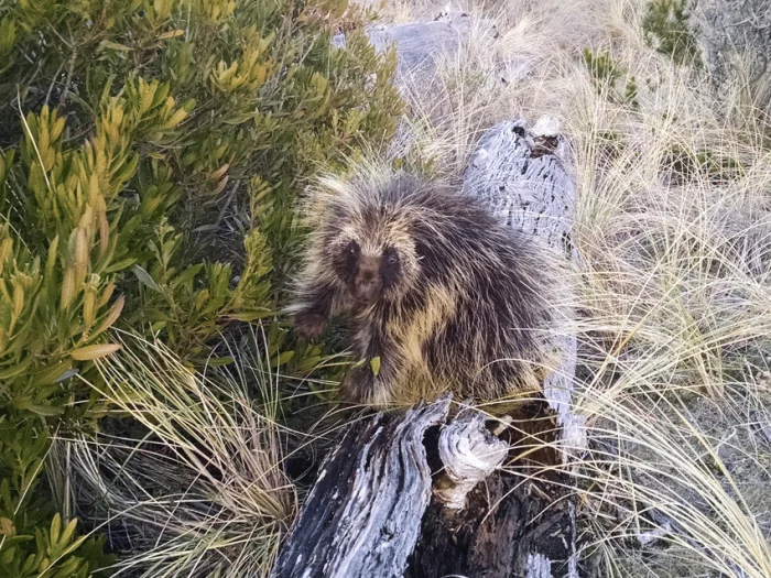 Поркупин — опасный хищник, о котором почти не говорят