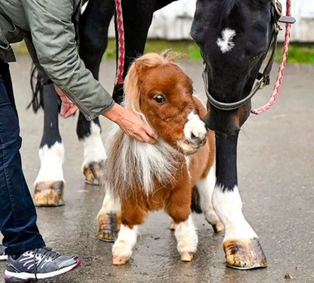 Пумукель — миниатюрный конь-рекордсмен из книги Гиннесса