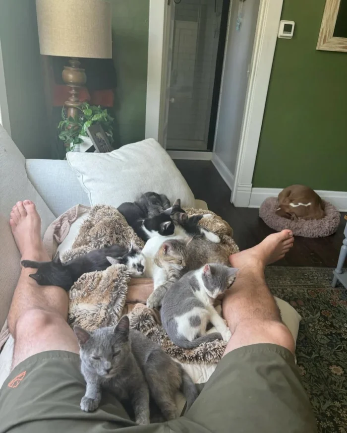 Пушистые архитекторы уюта: 20 фото, доказывающих, что котики незаменимы в доме