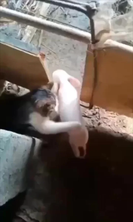 Пушистый фейсконтроль