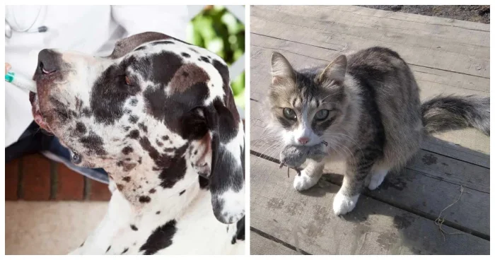 Истории о животных, поражающих своим умом и интуицией