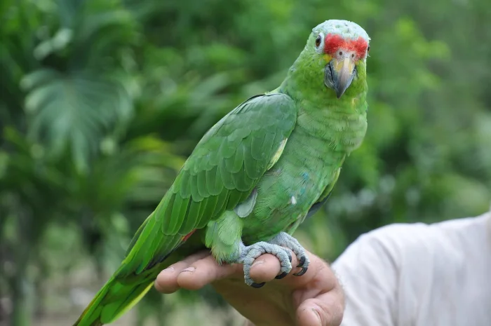 Истории о животных, поражающих своим умом и интуицией