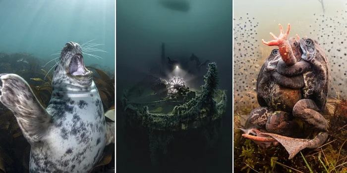 Шедевры из-под воды: коллекция фотографий