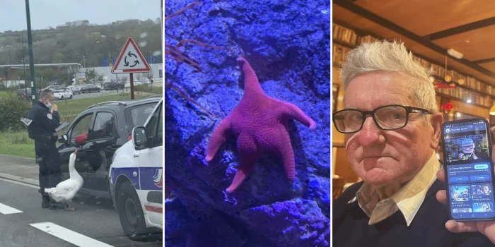 Смех сквозь недоумение: 18 забавных снимков, которые невозможно объяснить