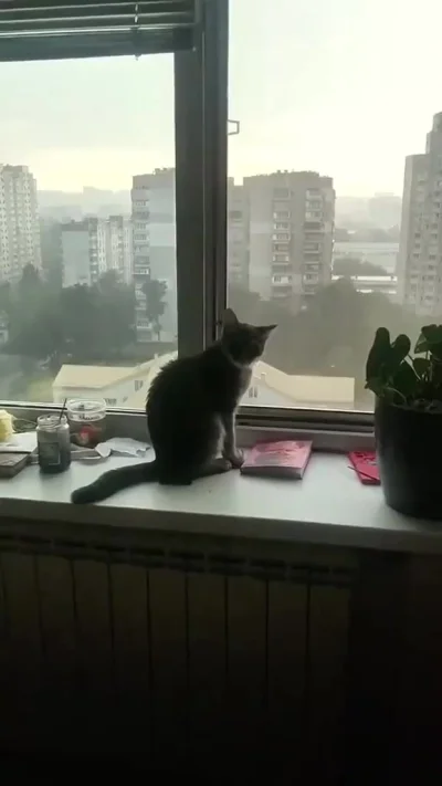 Пугание котиков