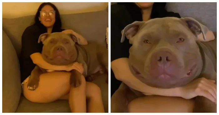 В Соединенных Штатах Америки зажглась новая звезда — пес, обладающий самой крупной головой на планете.