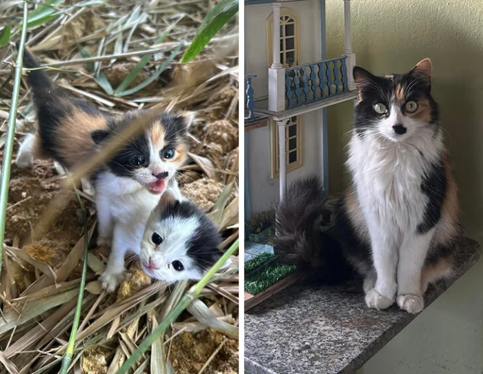 Верное решение: 16 питомцев, которые сами выбрали себе идеальных хозяев