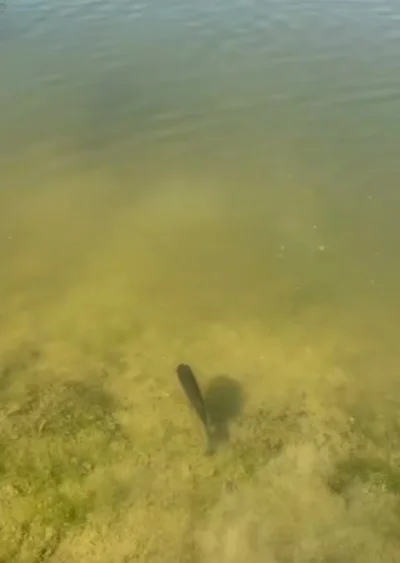 Подводная схватка попала на видео