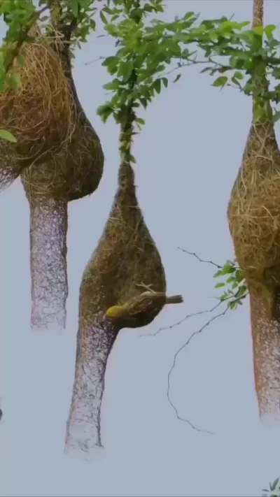 Птица Ткачик настоящий архитектор в мире птиц