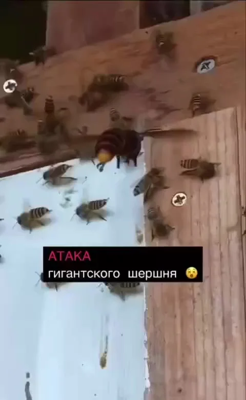 Довыёживался