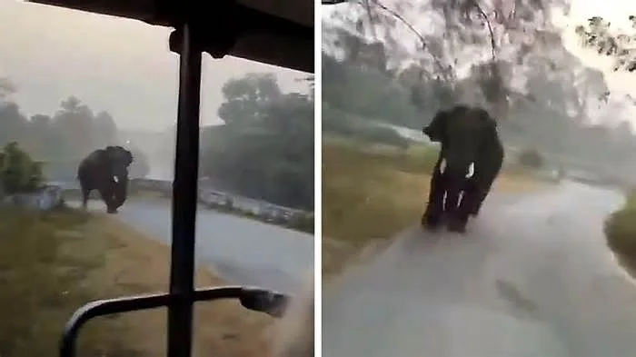 В индийском штате Карнатака туристы не понравились дикому слону