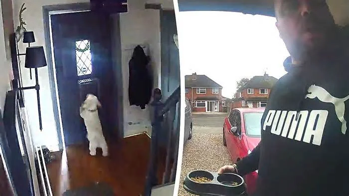 Чел вышел покормить кошку — собака захлопнула за ним дверь на замок