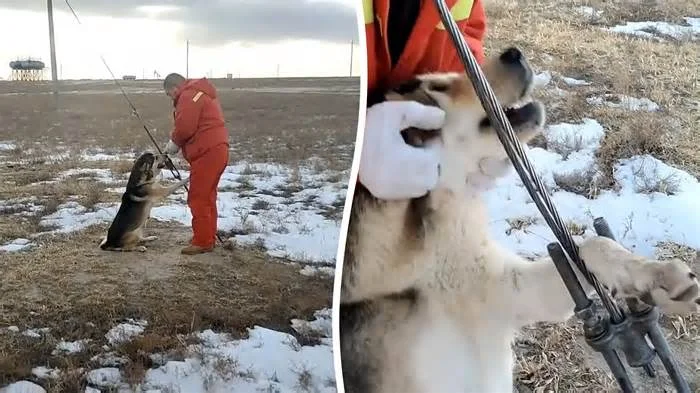 Добрый человек спасает собаку
