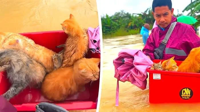 Наводнение в Тайланде, чел спассает самое ценное