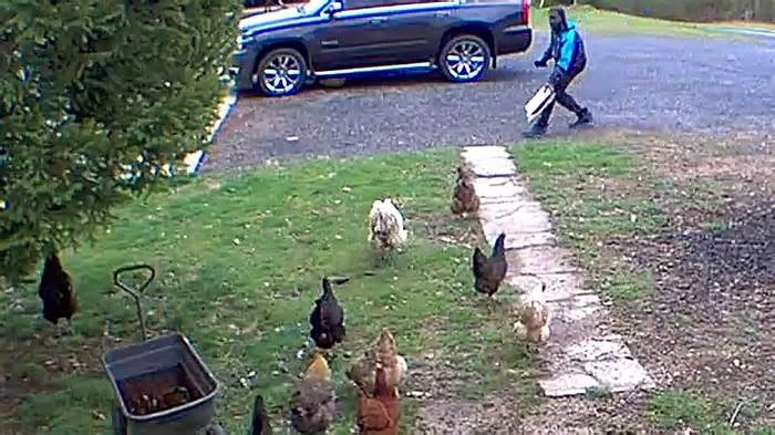 Куры прогнали доставщика посылок