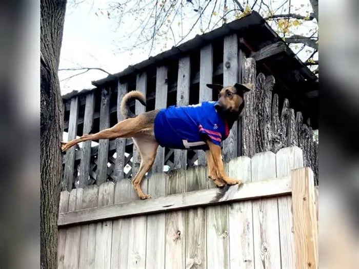 Видео с собакой-скалолазкой Нолой  в инете стало вирусным