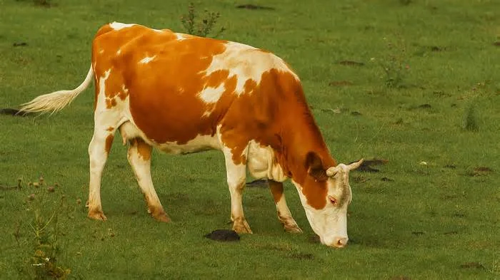 Видео-релакс: Коровка по идет по зеленому лугу и щиплет травку