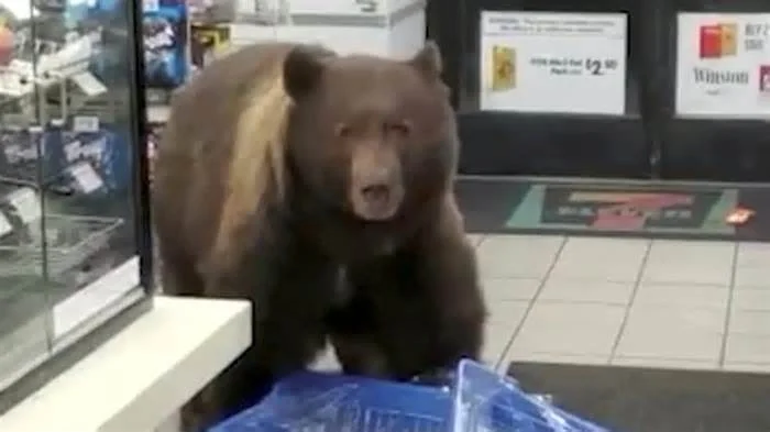 Превед, Медвед! Заходы, дарагой, гостым будэш! Выбырай угощений любой! 