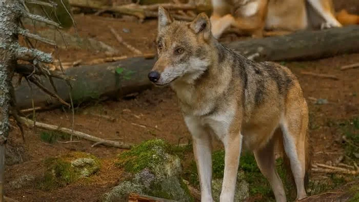 Волки выходят на охоту - добрым овечкам приготовиться