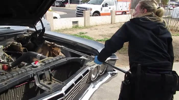 Двое у машины и одна собака у двигателя